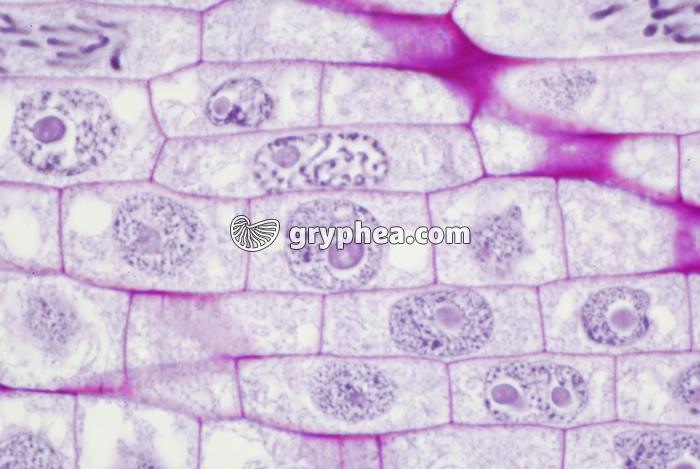 Racine de Blé - Cellules en élongation - zone 1 x200  - gryphea.com
